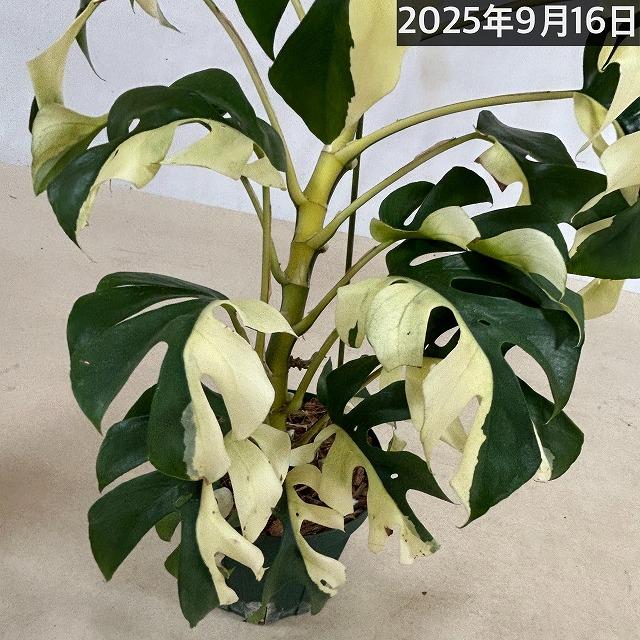 現品】斑入り姫モンステラ(ラフィドフォラ テトラスペルマ