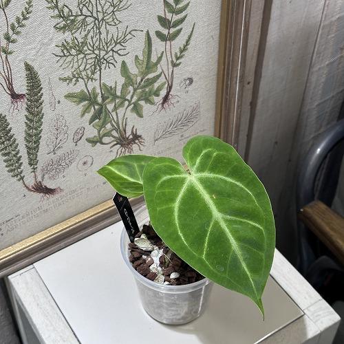 観葉植物 アンスリウム マグニフィカム Anthurium Magnificum 3.5号