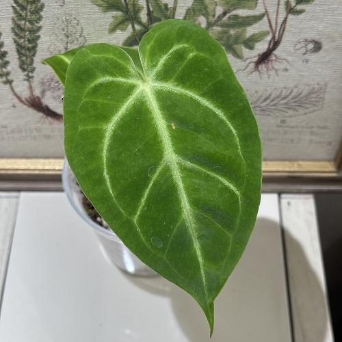観葉植物 アンスリウム マグニフィカム Anthurium Magnificum 3.5号