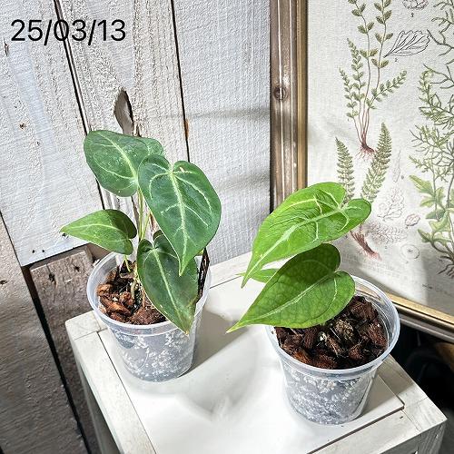 観葉植物 アンスリウム マグニフィカム Anthurium Magnificum 3.5号