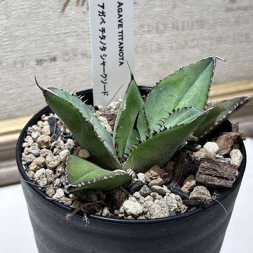 観葉植物 アガベ チタノタ シャークソード 3号 インテリア 室内