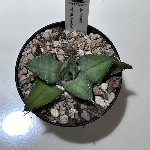 観葉植物 アガベ チタノタ シャークソード 3号 インテリア 室内