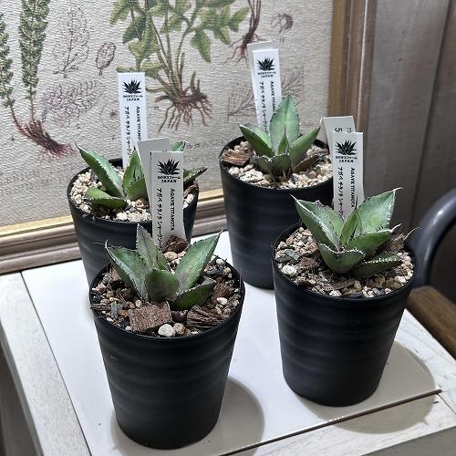 観葉植物 アガベ チタノタ シャークソード 3号 インテリア 室内