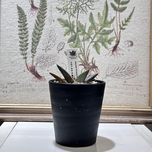 観葉植物 アガベ チタノタ 黒豹 3号 インテリア 室内 オシャレ