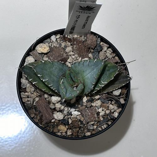 観葉植物 アガベ チタノタ 夕映厳龍 覆輪 3号 インテリア 室内 観葉植物 アガベ チタノタ 夕映厳龍 覆輪 3号 インテリア 室内