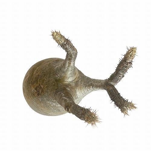 塊根植物 コーデックス　パキポディウム ロスラツム グラキリス 輸入株 3.5号(現品)　インテリアグリーン 室内園芸 オシャレ カワイイ 可愛い |  | 10