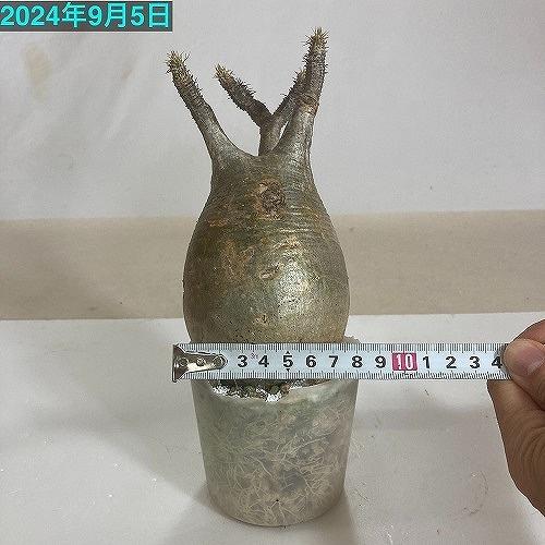 塊根植物 コーデックス　パキポディウム ロスラツム グラキリス 輸入株 3.5号(現品)　インテリアグリーン 室内園芸 オシャレ カワイイ 可愛い |  | 12