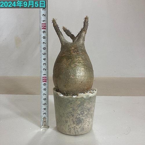 塊根植物 コーデックス　パキポディウム ロスラツム グラキリス 輸入株 3.5号(現品)　インテリアグリーン 室内園芸 オシャレ カワイイ 可愛い |  | 13