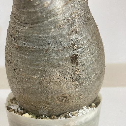 塊根植物 コーデックス　パキポディウム ロスラツム グラキリス 輸入株 3.5号(現品)　インテリアグリーン 室内園芸 オシャレ カワイイ 可愛い |  | 02