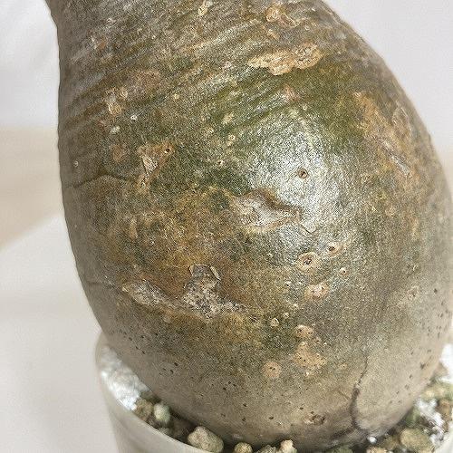 塊根植物 コーデックス　パキポディウム ロスラツム グラキリス 輸入株 3.5号(現品)　インテリアグリーン 室内園芸 オシャレ カワイイ 可愛い |  | 03