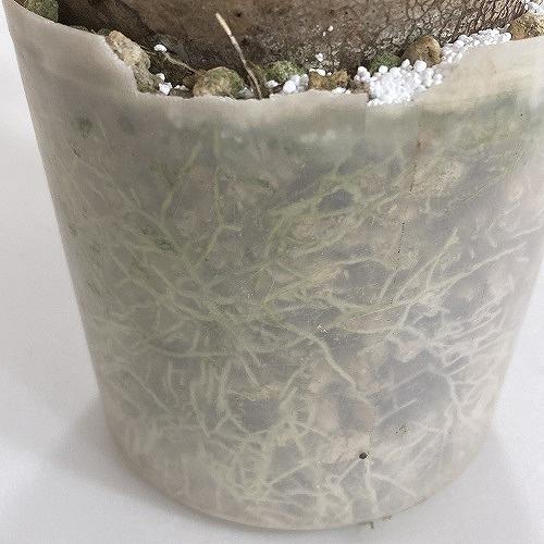 塊根植物 コーデックス　パキポディウム ロスラツム グラキリス 輸入株 3.5号(現品)　インテリアグリーン 室内園芸 オシャレ カワイイ 可愛い |  | 05