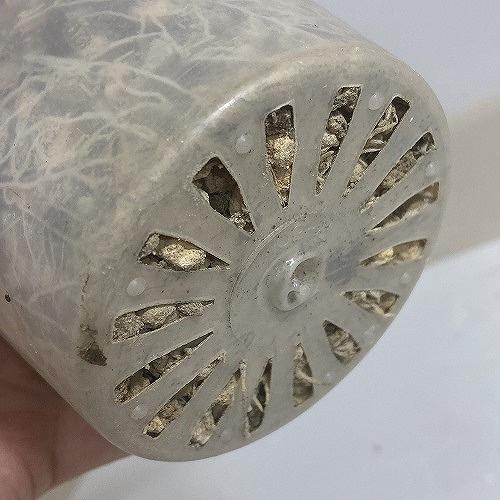 塊根植物 コーデックス　パキポディウム ロスラツム グラキリス 輸入株 3.5号(現品)　インテリアグリーン 室内園芸 オシャレ カワイイ 可愛い |  | 06