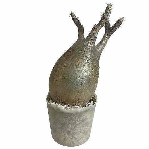 塊根植物 コーデックス　パキポディウム ロスラツム グラキリス 輸入株 3.5号(現品)　インテリアグリーン 室内園芸 オシャレ カワイイ 可愛い |  | 07