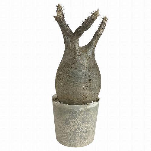 塊根植物 コーデックス　パキポディウム ロスラツム グラキリス 輸入株 3.5号(現品)　インテリアグリーン 室内園芸 オシャレ カワイイ 可愛い |  | 08