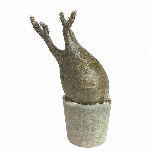 塊根植物 コーデックス　パキポディウム ロスラツム グラキリス 輸入株 3.5号(現品)　インテリアグリーン 室内園芸 オシャレ カワイイ 可愛い |  | 09