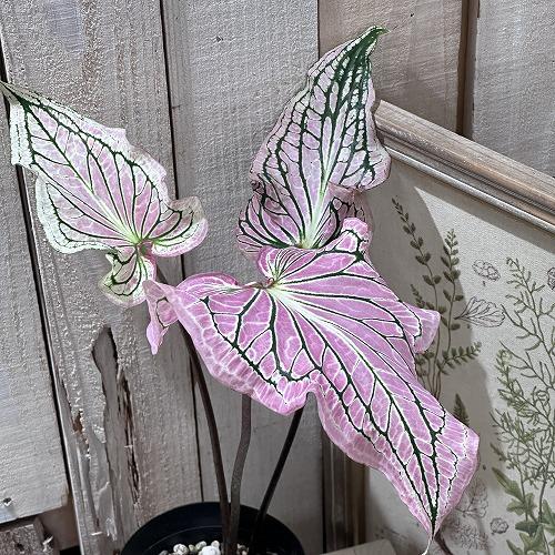 観葉植物 カラジューム ピンクシンフォニー 4号(おまかせ1鉢