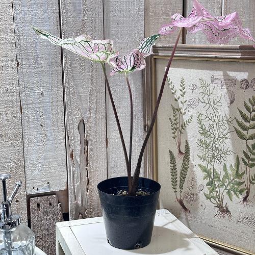 観葉植物 カラジューム ピンクシンフォニー 4号(おまかせ1鉢