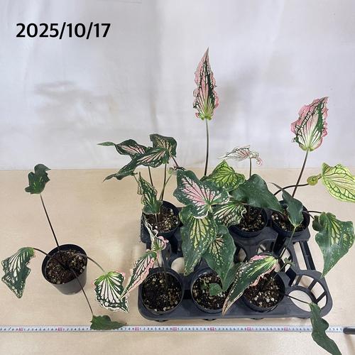 観葉植物 カラジューム ピンクシンフォニー 4号(おまかせ1鉢