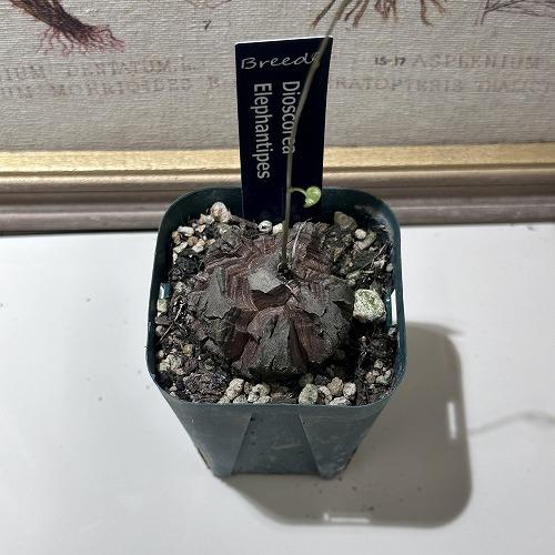 塊根植物 コーデックス 亀甲竜(ディスコレア) エレファンティペス