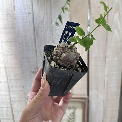塊根植物 コーデックス 亀甲竜(ディスコレア) エレファンティペス