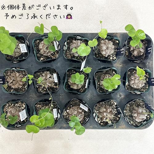 塊根植物 コーデックス 亀甲竜(ディスコレア) エレファンティペス
