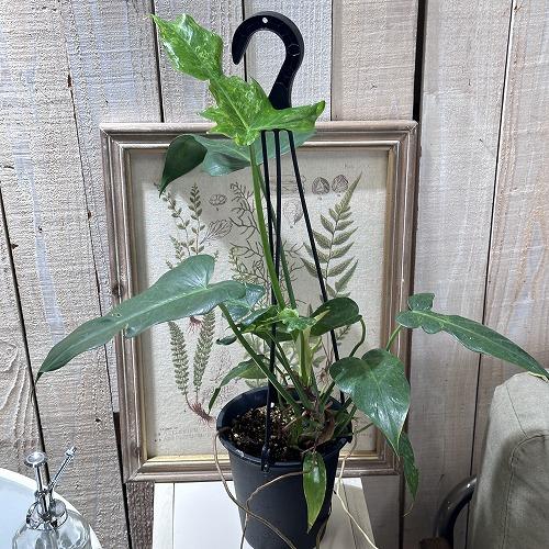 観葉植物 フィロデンドロン ゴールデンドラゴン 斑入り 5号吊り 観葉植物 フィロデンドロン ゴールデンドラゴン 斑入り 5号吊り