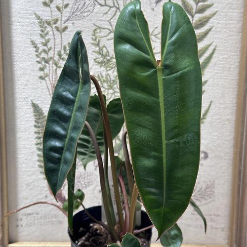 観葉植物 フィロデンドロン ビレッタエ(ビレッタエ) 3号 インテリア