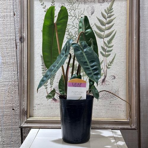 観葉植物 フィロデンドロン ビレッタエ(ビレッタエ) 3号 インテリア