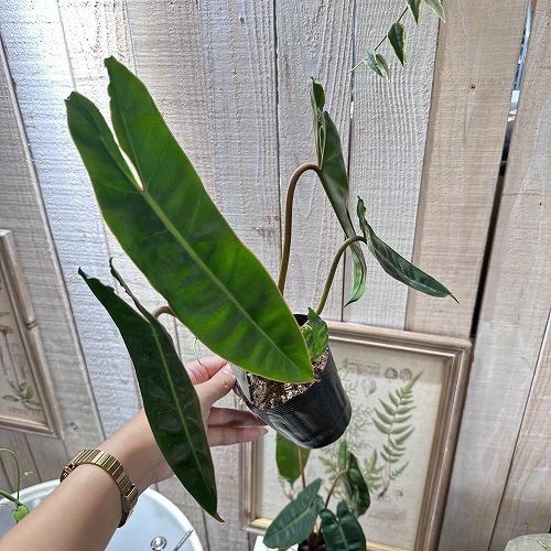 観葉植物 フィロデンドロン ビレッタエ(ビレッタエ) 3号 インテリア