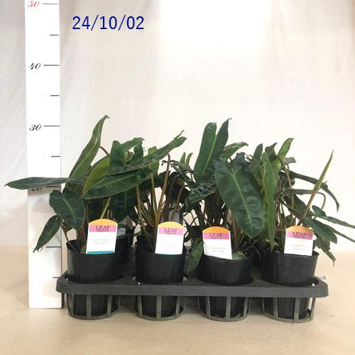 観葉植物 フィロデンドロン ビレッタエ(ビレッタエ) 3号 インテリア