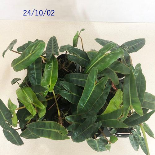 観葉植物 フィロデンドロン ビレッタエ(ビレッタエ) 3号 インテリア