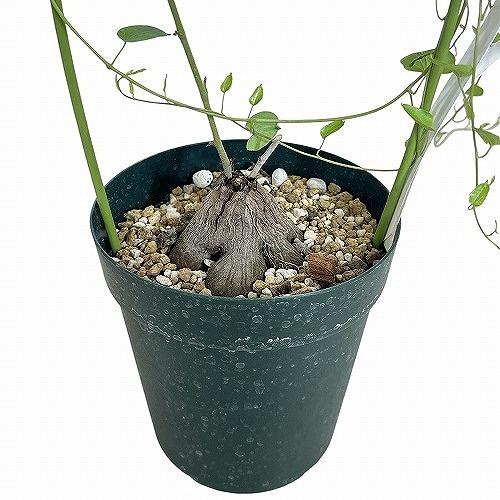 ディオスコレア 亀甲竜 現地球 冬型 塊根植物 コーデックス⑦ 亀甲竜 -ディオスコレア-/盆栽、多肉植物、塊根植物、観葉植物通販