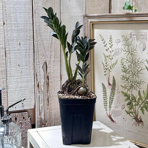 特価】ザミオカルカス ダークザミクロ 根上り 4号 観葉植物 インテリア