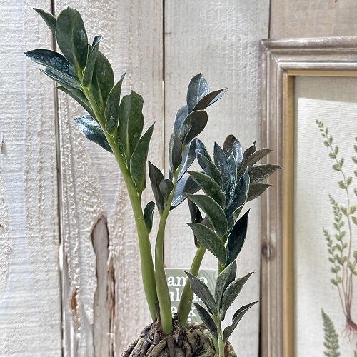 特価】ザミオカルカス ダークザミクロ 根上り 4号 観葉植物 インテリア