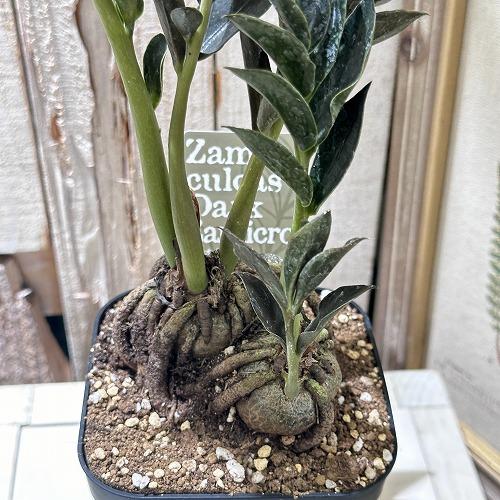 特価】ザミオカルカス ダークザミクロ 根上り 4号 観葉植物 インテリア