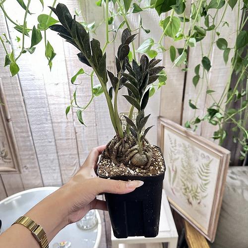 特価】ザミオカルカス ダークザミクロ 根上り 4号 観葉植物 インテリア