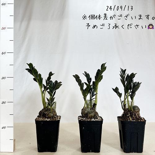 特価】ザミオカルカス ダークザミクロ 根上り 4号 観葉植物 インテリア