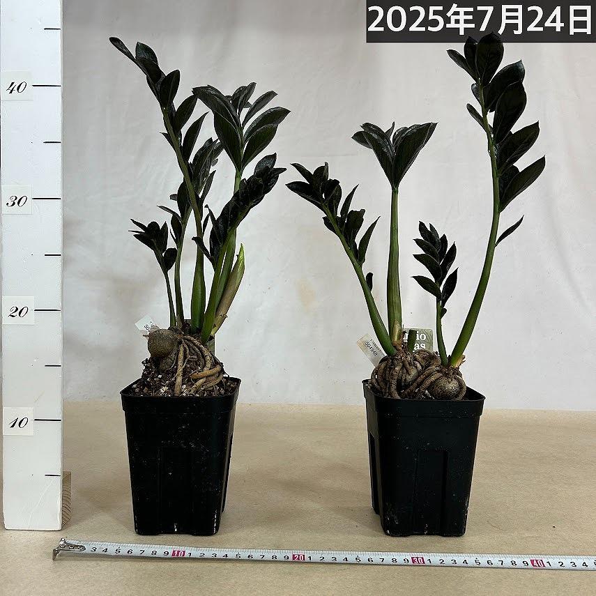 特価】ザミオカルカス ダークザミクロ 根上り 4号 観葉植物 インテリア