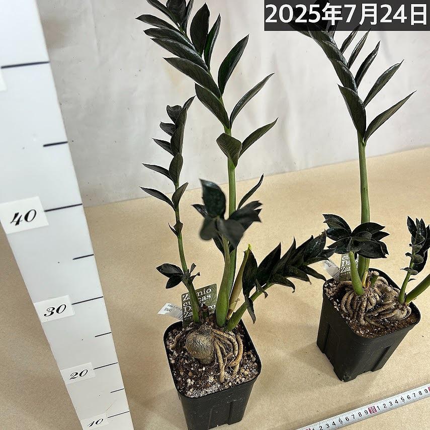 特価】ザミオカルカス ダークザミクロ 根上り 4号 観葉植物 インテリア
