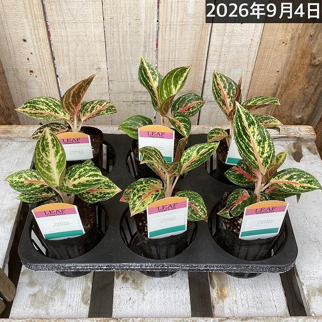 観葉植物 アグラオネマ ゴールドパウダー 2.5号ポット インテリア