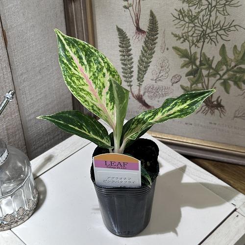 観葉植物 アグラオネマ ピンクバタフライ 2.5号 インテリアグリーン