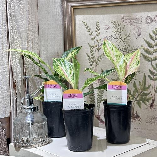 観葉植物 アグラオネマ ピンクバタフライ 2.5号 インテリアグリーン