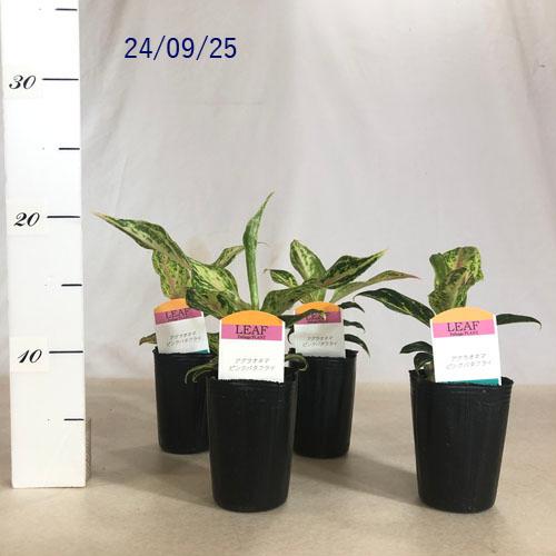 観葉植物 アグラオネマ ピンクバタフライ 2.5号 インテリアグリーン