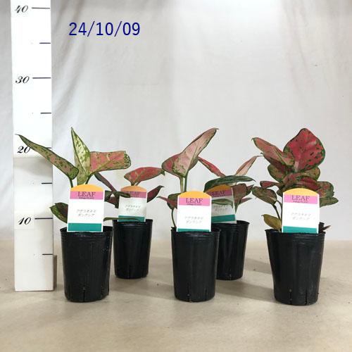 観葉植物 アグラオネマ ダンクシア 2.5号 インテリアグリーン 室内園芸