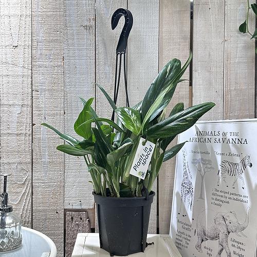 観葉植物 フィロデンドロン コブラ 5号吊り鉢 インテリアグリーン 室内