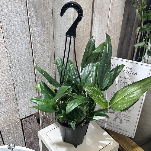 観葉植物 フィロデンドロン コブラ 5号吊り鉢 インテリアグリーン 室内