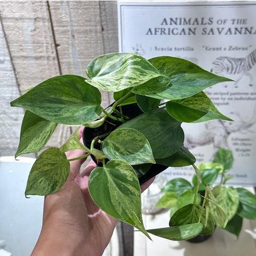 観葉植物 フィロデンドロン ヘデラカム バリエガータ 3.5号 インテリア