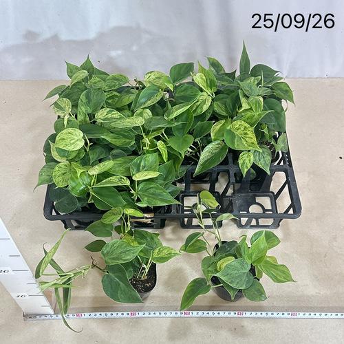 え*す様 lsw678フィロデンドロン・ビリエティエ・バリエガータ 園芸ネット本店｜フィロデンドロン：バールマルクス バリエガータ 3.5