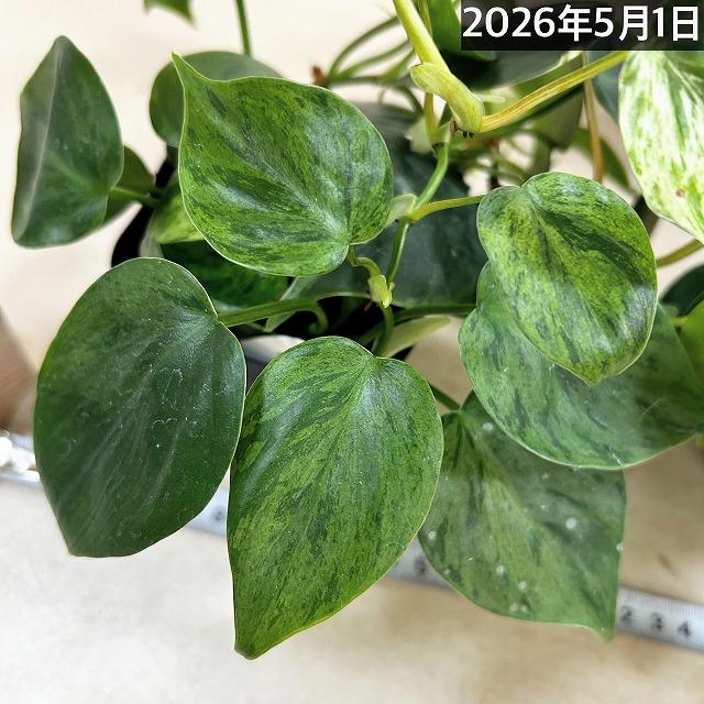 観葉植物 フィロデンドロン ヘデラカム バリエガータ 3.5号ポット(個体