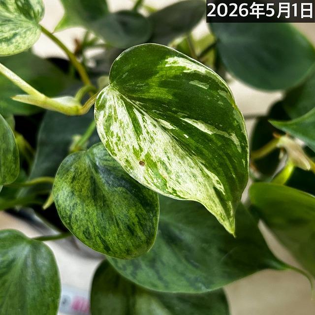 【専用ページ】アンスリウム1苗＋フィロデンドロン10苗のセット 観葉植物 フィロデンドロン ヘデラカム バリエガータ 3.5号ポット(個体